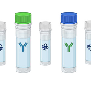 Anticuerpo humano recombinante IgG1 (Clona P5E1) neutralizante del SARS-CoV-2, Wuhan and Delta (KD = 27 nM, BIAcore)