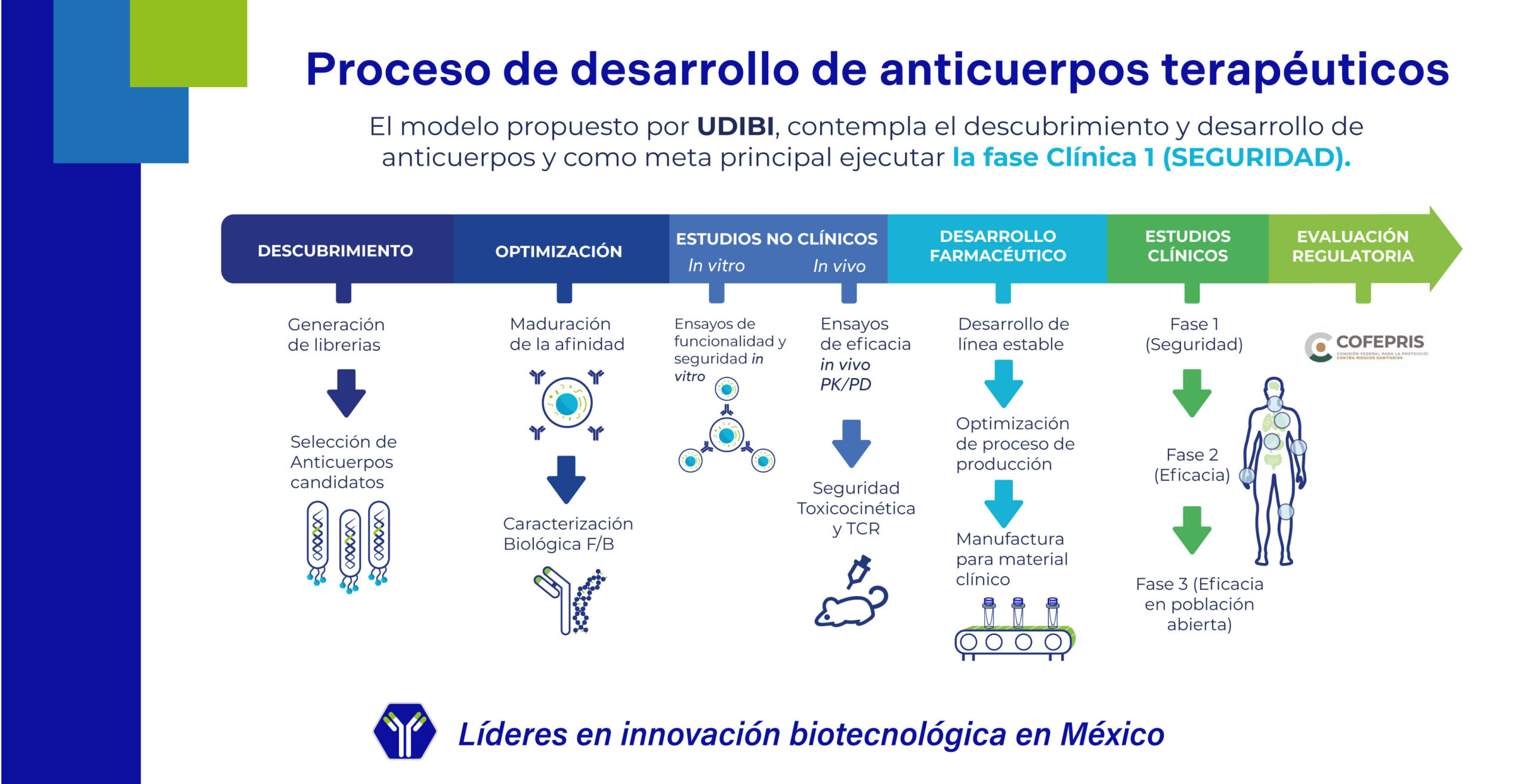Desarrollo de anticuerpos