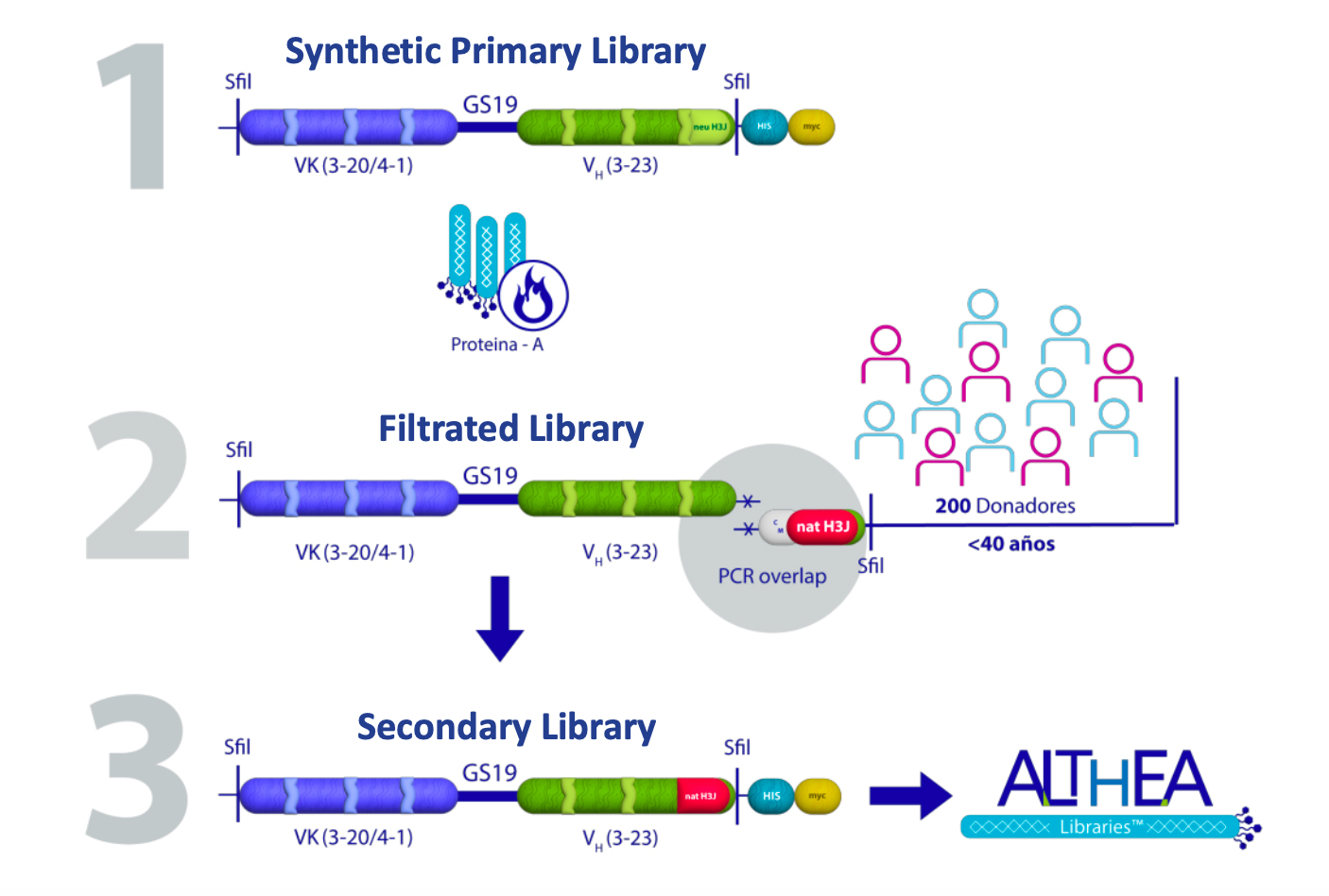 UDIBI_ALTHEA_LIBRARIES_synthetic